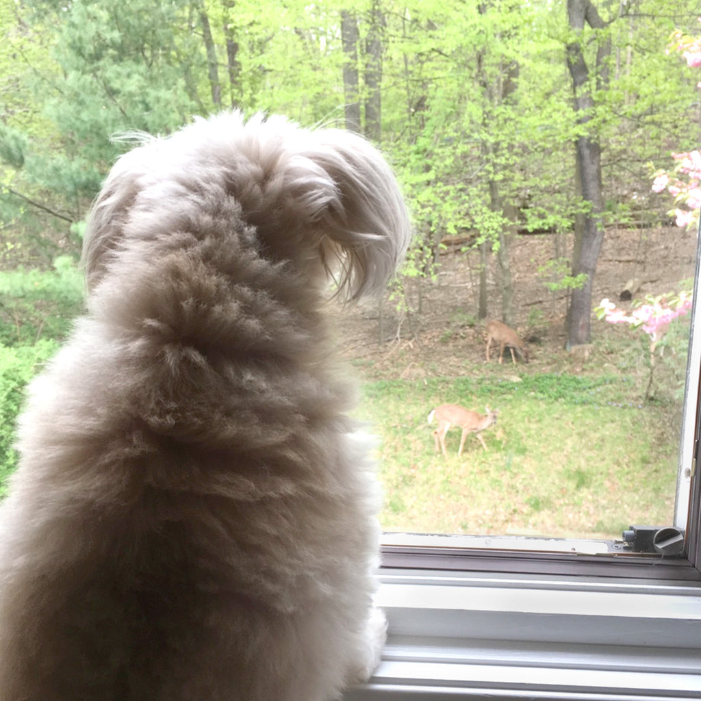 A Window of Opportunity